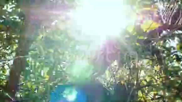 森林夏日阳光透过茂密的树叶视频的预览图