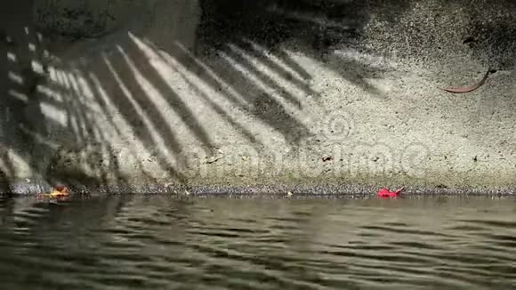 中国扇棕榈树叶片在渠壁和水面上的抽象阴影视频的预览图