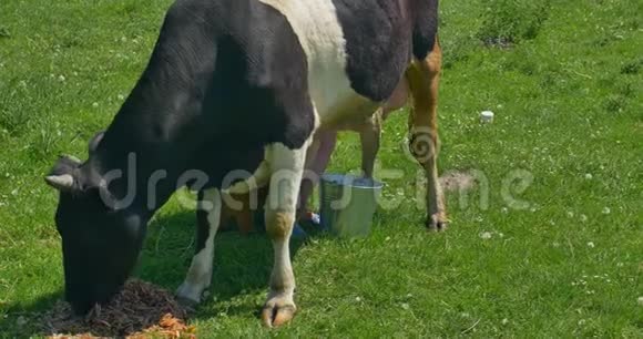 绿野上的牛奶奶牛视频的预览图