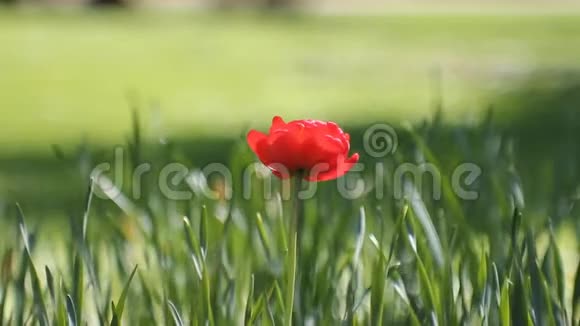春天的风景鲜红的郁金香在绿草的背景下视频的预览图