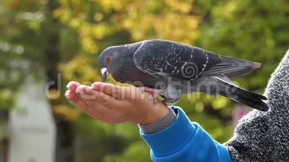 一只灰鸽子用子从雌鸟手中取出黄纹视频的预览图