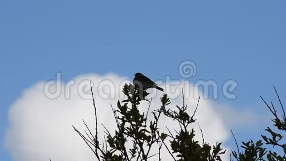 美丽的小鸟坐在树顶上在蓝色的夏日天空背景下眺望北方的风景视频的预览图
