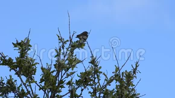 美丽的小鸟坐在树顶上在蓝色的夏日天空背景下眺望北方的风景视频的预览图