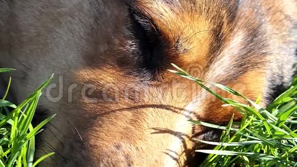 秋天一只沉睡的狗躺在绿草如茵的草地上视频的预览图