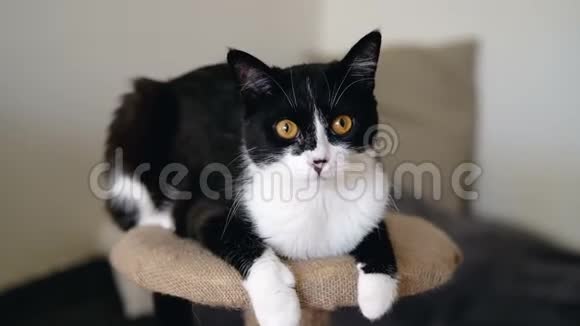 黑白色的燕尾服滑稽猫明亮的橙色眼睛是坐在一个爪尾看着相机慢动作视频的预览图
