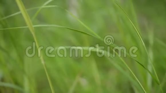 夏日的青草在夏日的微风中蔓延视频的预览图