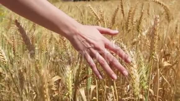 夏季白天在金田上的小麦穗黑麦在风中缓慢摇摆视频的预览图