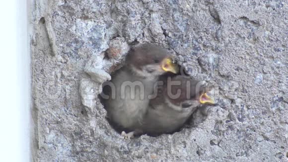 巢中的小麻雀视频的预览图