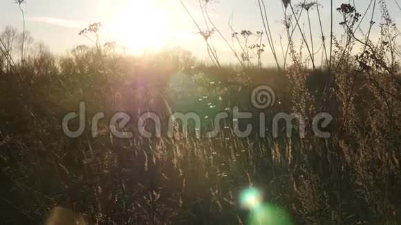 日落时的草穗大自然侏儒太阳视频的预览图
