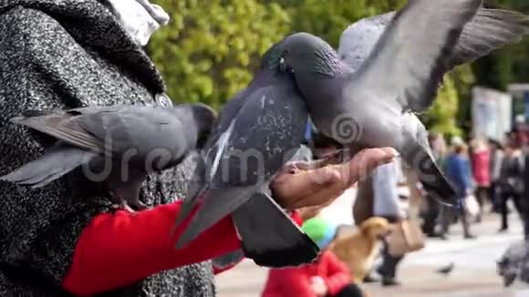 两只灰鸽子从一个邋遢女人的手掌中取出谷物视频的预览图