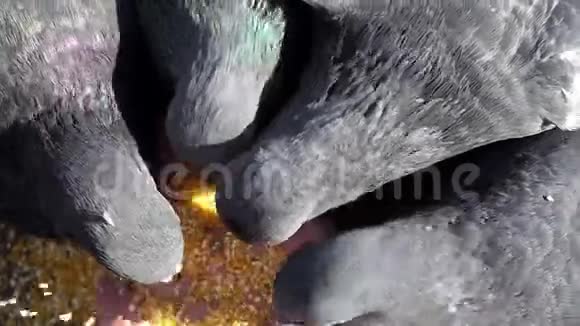 灰鸽子是由一个邋遢女人喂粮的视频的预览图