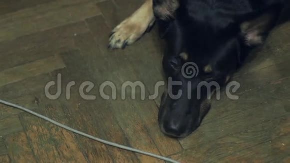 黑狗躺在木地板上视频的预览图