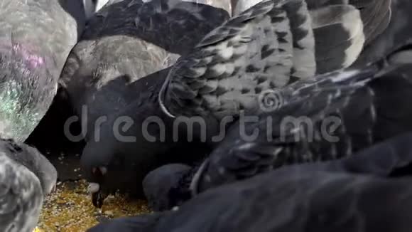 和平鸽由一个在邋遢中的好女人喂粮视频的预览图