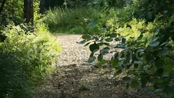 径在秋林中两边都是绿树视频的预览图