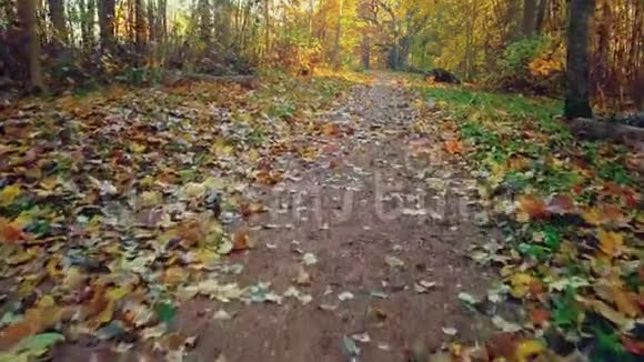 秋天的树叶在路上飞舞视频的预览图