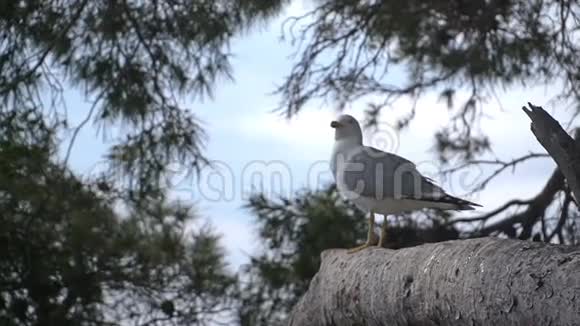 海鸥坐在树上视频的预览图