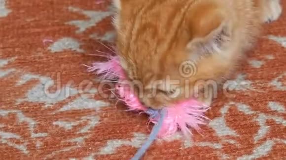 小可爱好玩的红色小猫玩玫瑰羽毛玩具视频的预览图
