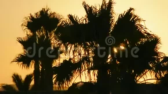 日落时棕榈树的剪影视频的预览图