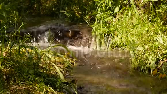 湍急的水流在石头间流淌大石头和绿色植被之间的小山河慢慢慢慢视频的预览图
