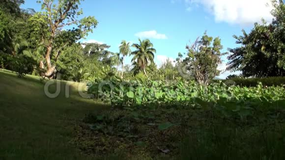 塔希提岛法属波利尼西亚的花草树木视频的预览图