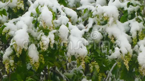 雪下盛开的花朵视频的预览图