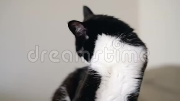 黑白色的燕尾服滑稽猫明亮的橙色眼睛是坐在一个爪尾看着相机慢动作视频的预览图