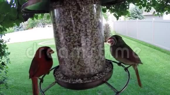 红北红雀在喂食时吃种子视频的预览图