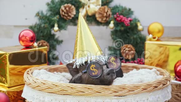 一只带着圣诞帽和派对太阳镜的小猪躺在篮子里视频的预览图