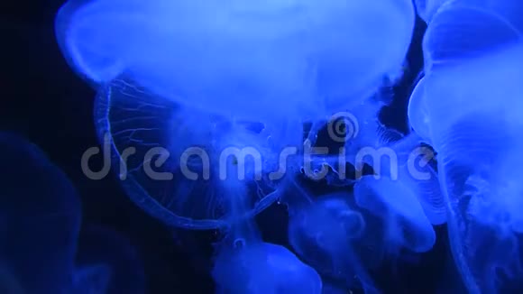 许多水母在蓝色的光线下在水里游泳视频的预览图