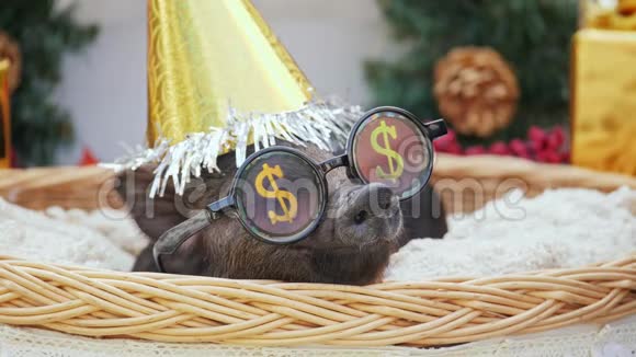 一只带着圣诞帽和派对太阳镜的小猪躺在篮子里视频的预览图