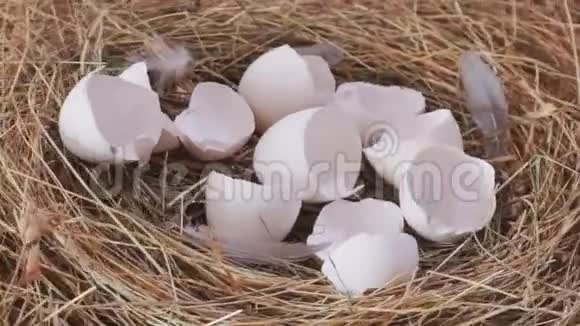 鸟巢特写中破碎的蛋壳视频的预览图