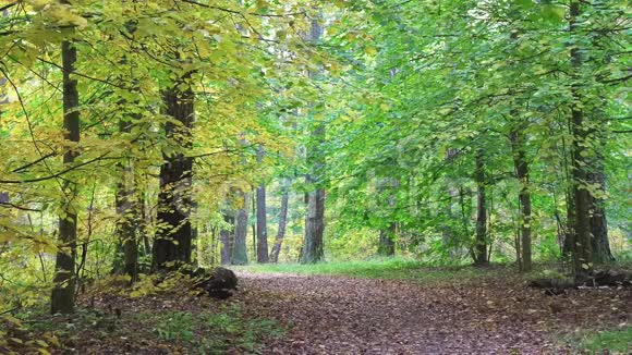 循环视频走近美丽森林中的秋天视频的预览图