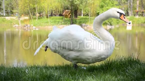 白天鹅站在池塘的岸边清理羽毛吃东西视频的预览图