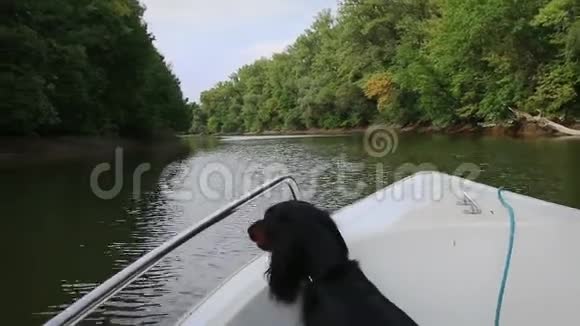狗站在河上的船上稳定下来视频的预览图