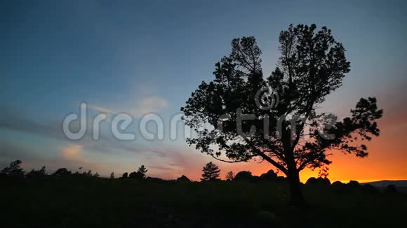背景夜空上的树视频的预览图