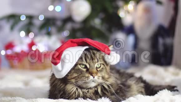 圣诞老人戴着圣诞帽戴着美丽的新年装饰的冷杉树和树滑稽的莱兹伊梅恩库恩猫视频的预览图