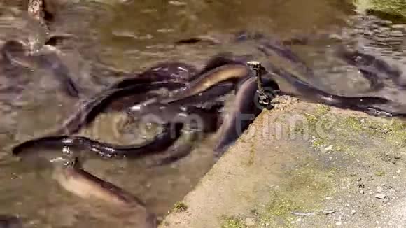 新西兰鳗鱼喂养狂视频的预览图