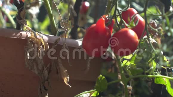 年轻女子在花园里亲手采摘成熟的红西红柿视频的预览图