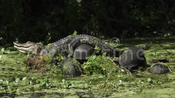 小鳄鱼在佛罗里达沼泽中晒海龟视频的预览图