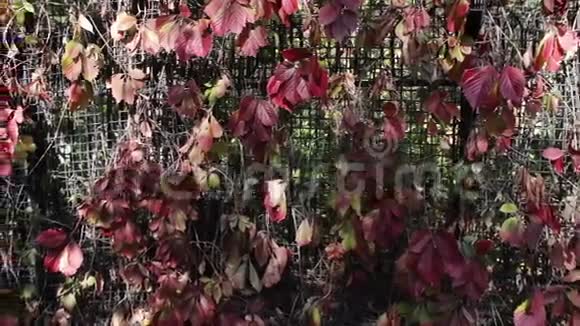 秋天公园里有红色的常春藤叶子视频的预览图