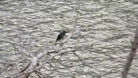 水上猎猎鹭鸟纹饰视频的预览图