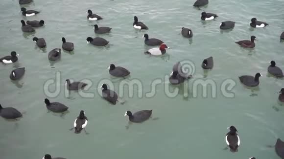 鸭子在湖里游泳动作慢视频的预览图