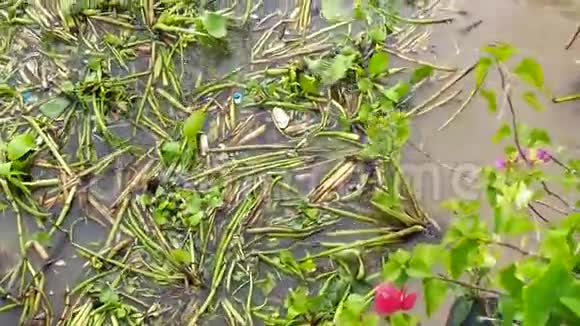 漂浮在棕色河流中的水葫芦和树鞭视频的预览图