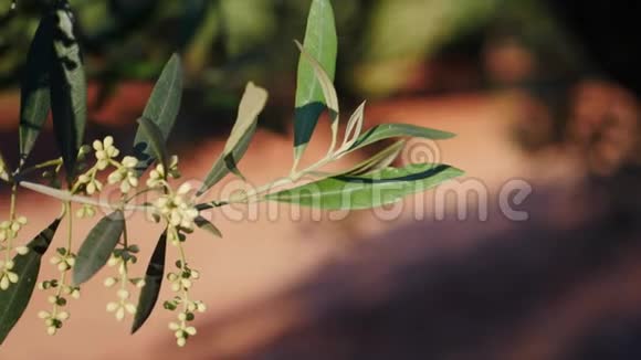 盛开的橄榄枝在春天即将离开柔软的室内运动视频的预览图