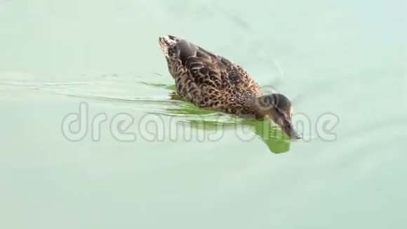 一只五颜六色的鸭子在浅沼的湖水中快乐地漂浮着视频的预览图