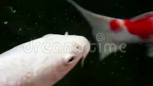 以软质为中心的锦鲤鱼在颗粒漂浮的绿水中游动视频的预览图