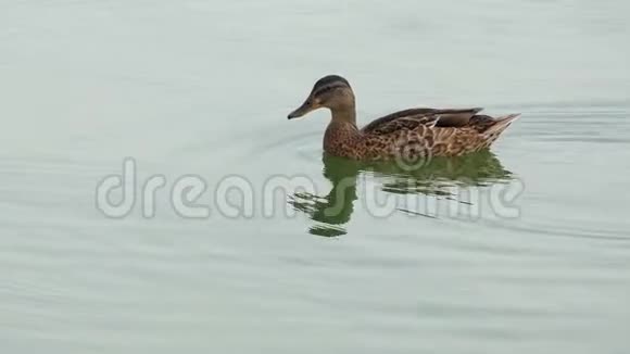 一只斑点鸭子在浅沼的湖水中快乐地漂浮着视频的预览图