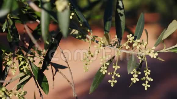 盛开的橄榄枝在春天即将离开柔软的室内运动视频的预览图