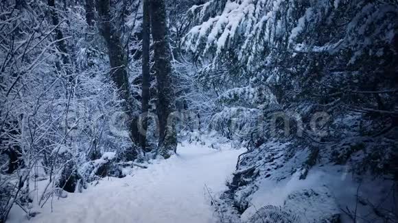在厚厚的雪中穿过树林视频的预览图