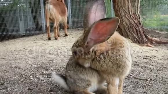 棕色的兔子坐在地上清洁自己视频的预览图